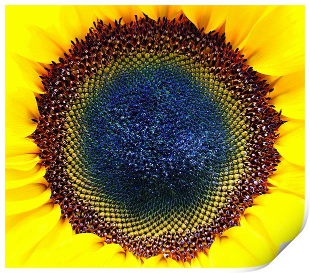 Macro Sunflower Head. Print by paulette hurley