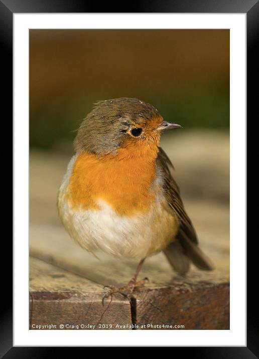 Robin Red Breast Framed Mounted Print by Craig Oxley