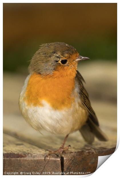 Robin Red Breast Print by Craig Oxley