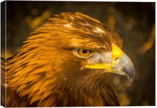 Golden Eagle - close up Canvas Print by Mike Lanning