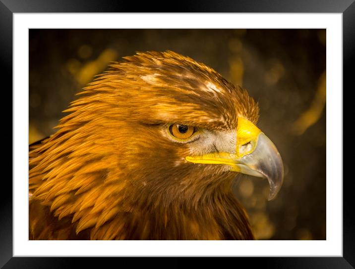 Golden Eagle - close up Framed Mounted Print by Mike Lanning