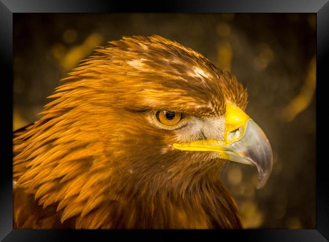 Golden Eagle - close up Framed Print by Mike Lanning