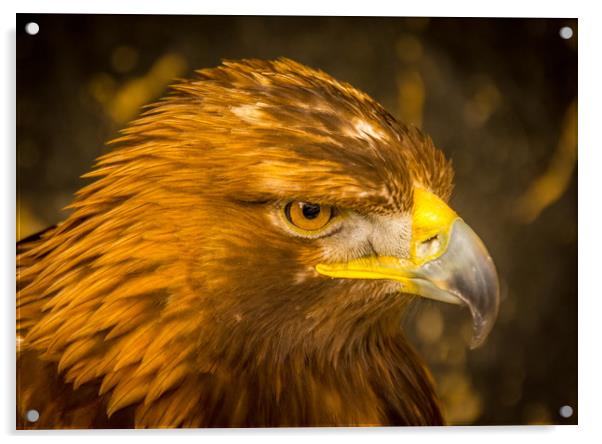 Golden Eagle - close up Acrylic by Mike Lanning