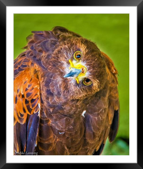 Inquisitive Harris Hawk Framed Mounted Print by Mike Lanning