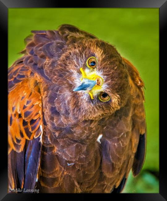Inquisitive Harris Hawk Framed Print by Mike Lanning