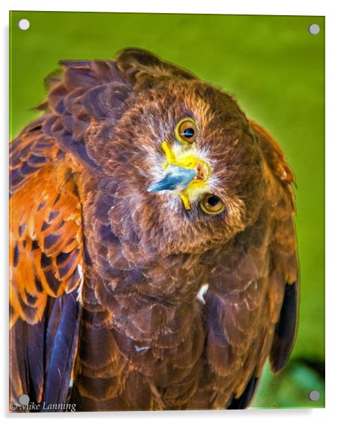 Inquisitive Harris Hawk Acrylic by Mike Lanning