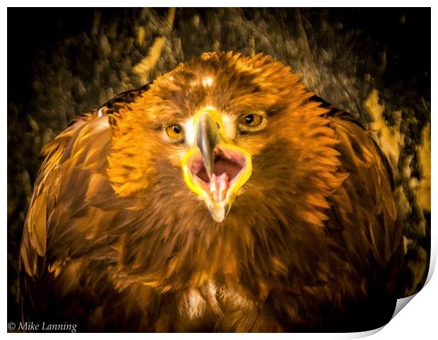 Golden Eagle - close up, calling Print by Mike Lanning