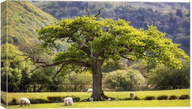 Oak tree at Maentwrog Canvas Print by Rory Trappe