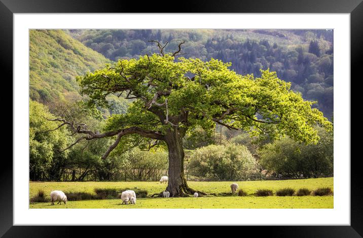 Oak tree at Maentwrog Framed Mounted Print by Rory Trappe