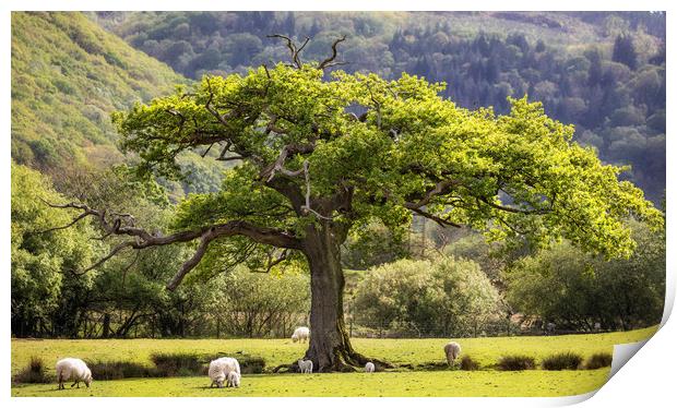 Oak tree at Maentwrog Print by Rory Trappe