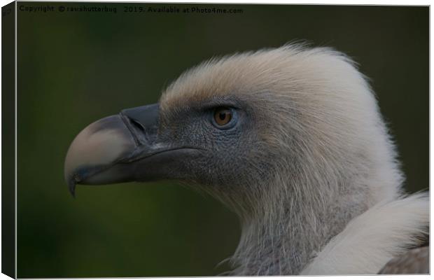 Close-Up Griffon Vulture Canvas Print by rawshutterbug 