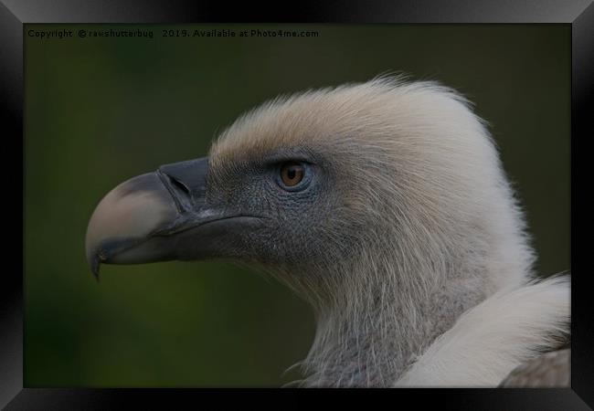 Close-Up Griffon Vulture Framed Print by rawshutterbug 