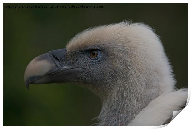 Close-Up Griffon Vulture Print by rawshutterbug 