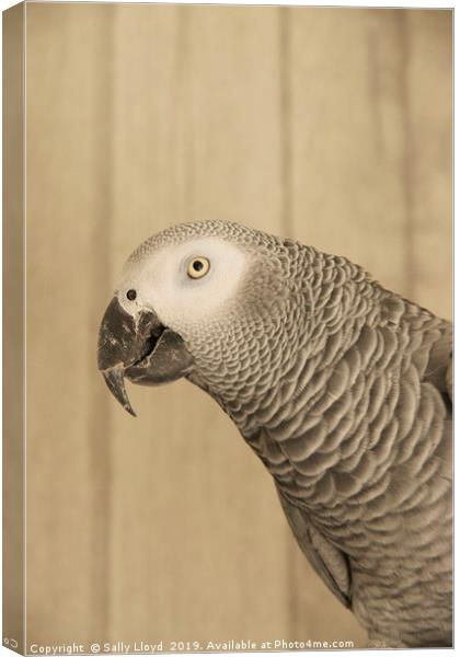 African Grey Parrot Canvas Print by Sally Lloyd