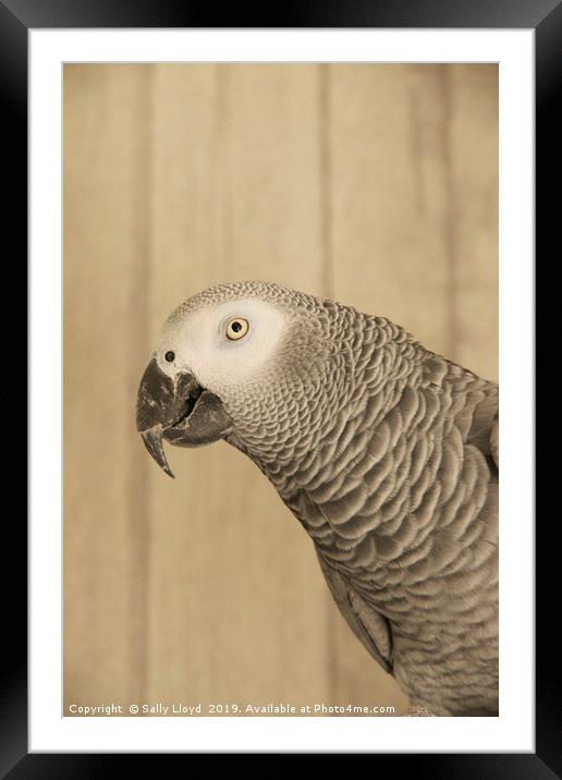 African Grey Parrot Framed Mounted Print by Sally Lloyd