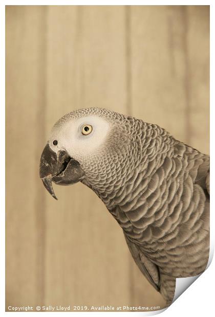 African Grey Parrot Print by Sally Lloyd