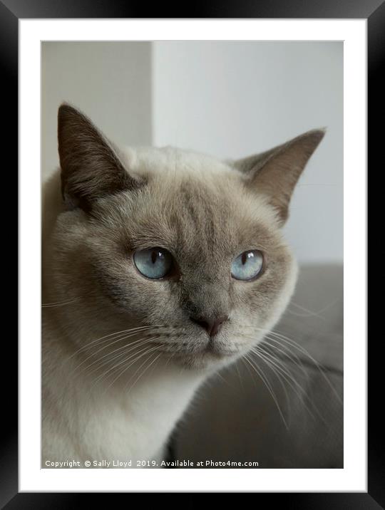 Blue eyes - grey and cream Siamese cat. Framed Mounted Print by Sally Lloyd
