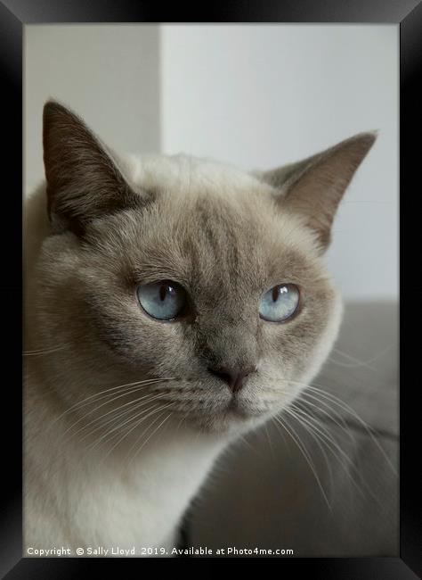 Blue eyes - grey and cream Siamese cat. Framed Print by Sally Lloyd