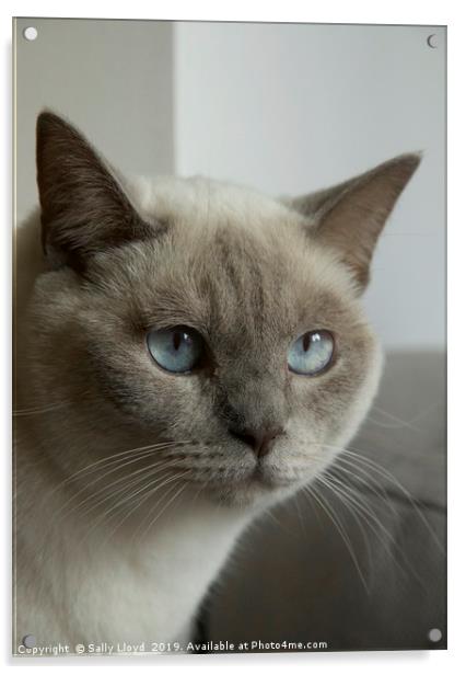 Blue eyes - grey and cream Siamese cat. Acrylic by Sally Lloyd