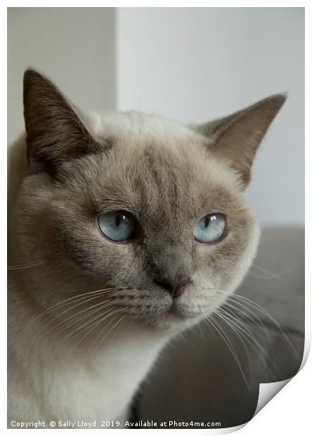 Blue eyes - grey and cream Siamese cat. Print by Sally Lloyd