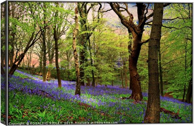 "Ancient bluebell wood" Canvas Print by ROS RIDLEY