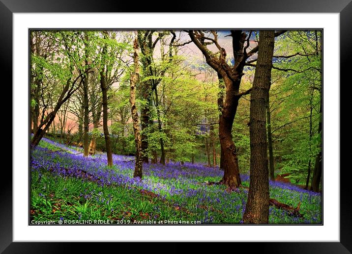 "Ancient bluebell wood" Framed Mounted Print by ROS RIDLEY