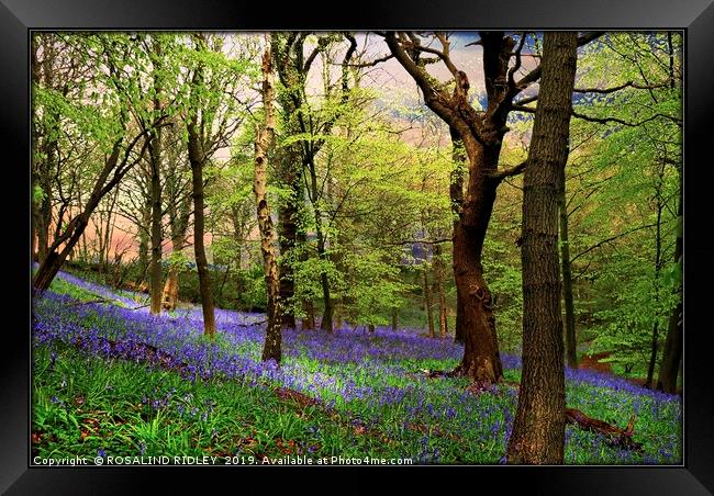 "Ancient bluebell wood" Framed Print by ROS RIDLEY