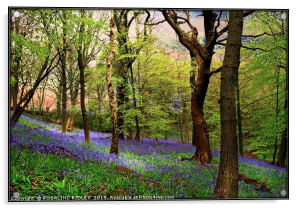 "Ancient bluebell wood" Acrylic by ROS RIDLEY