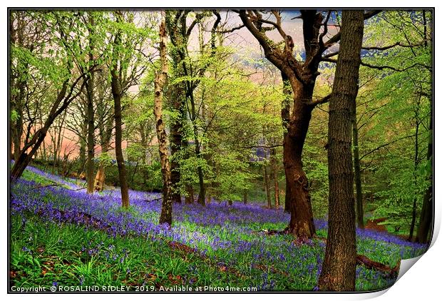 "Ancient bluebell wood" Print by ROS RIDLEY