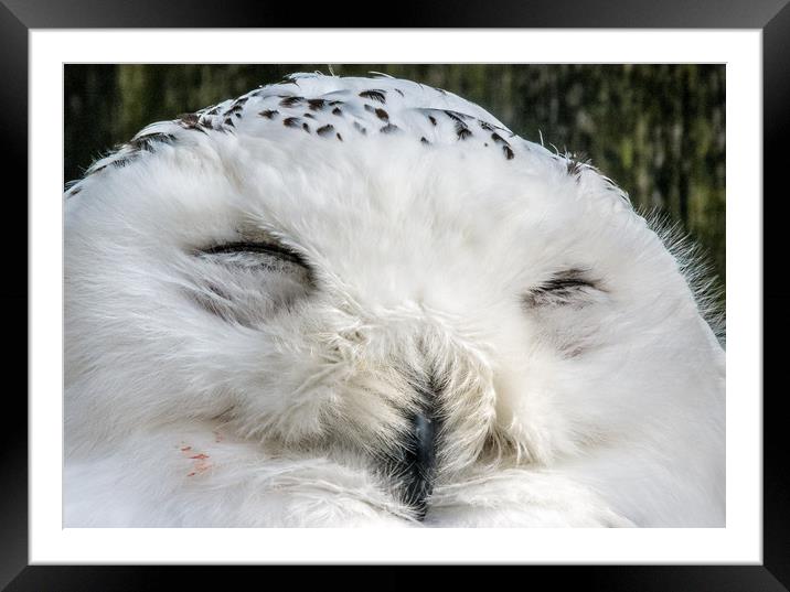 Sleepy Snowy Owl Framed Mounted Print by Mike Lanning