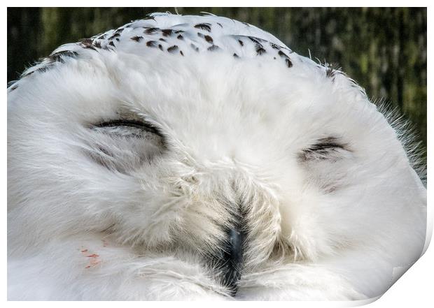 Sleepy Snowy Owl Print by Mike Lanning
