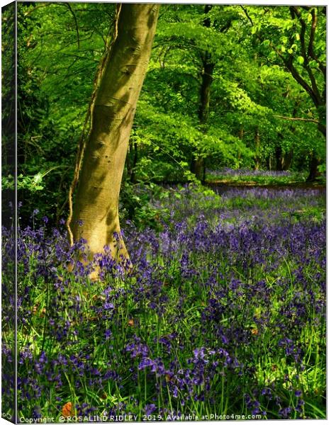"An evening walk through the bluebell wood" Canvas Print by ROS RIDLEY