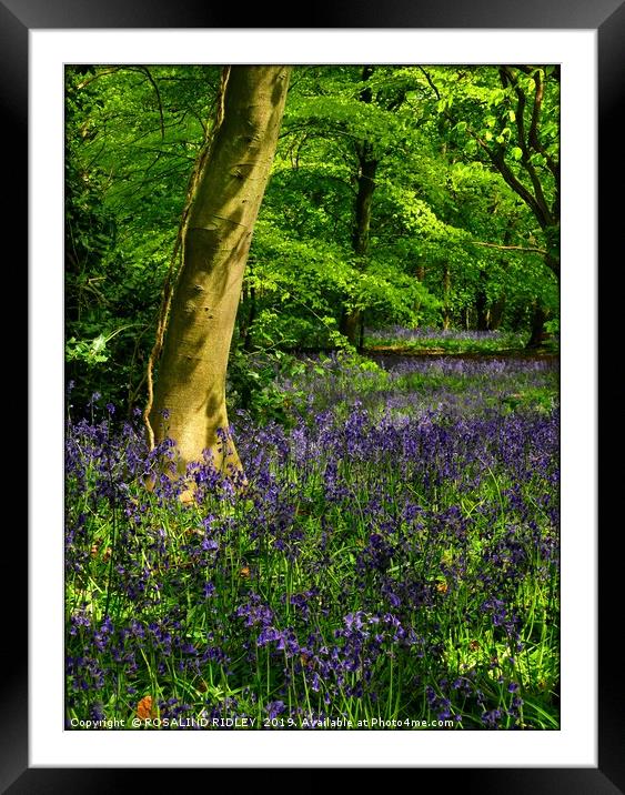 "An evening walk through the bluebell wood" Framed Mounted Print by ROS RIDLEY