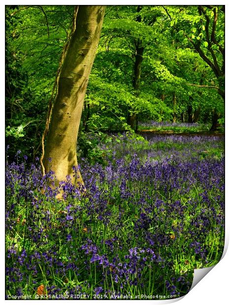 "An evening walk through the bluebell wood" Print by ROS RIDLEY