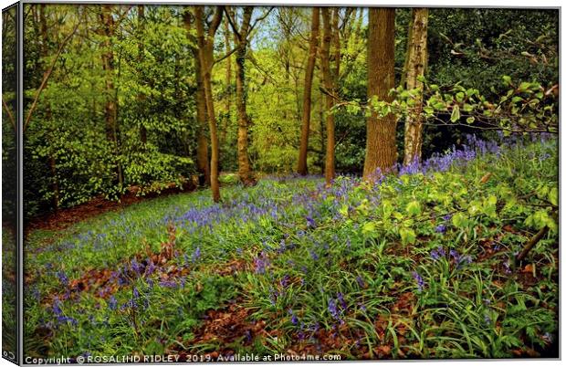 "Beech leaves and bluebells" Canvas Print by ROS RIDLEY