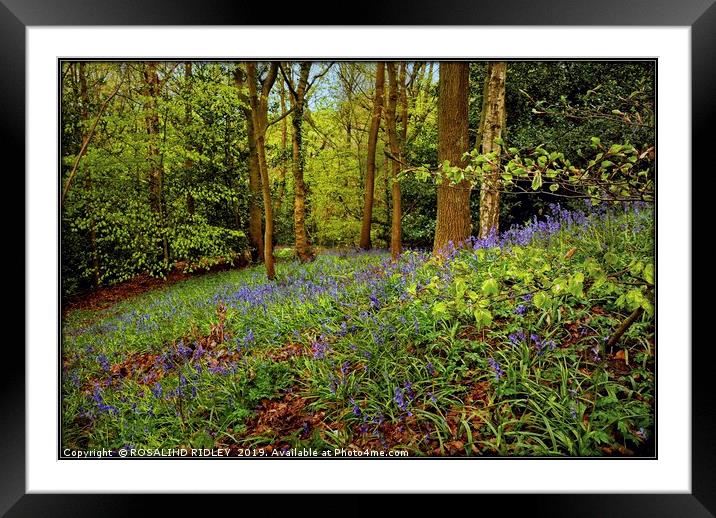 "Beech leaves and bluebells" Framed Mounted Print by ROS RIDLEY