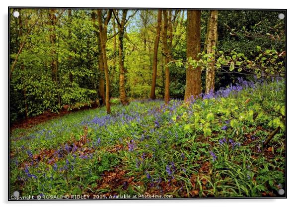 "Beech leaves and bluebells" Acrylic by ROS RIDLEY