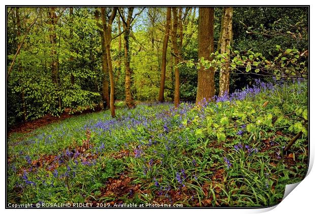 "Beech leaves and bluebells" Print by ROS RIDLEY