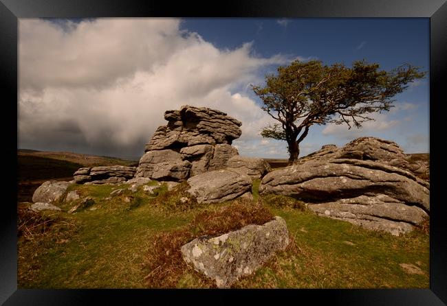 The Tree and the Tor Framed Print by David Neighbour
