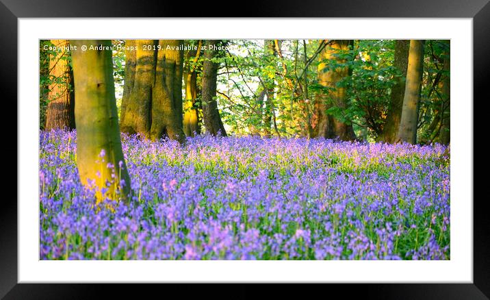 Bluebells at sunset Framed Mounted Print by Andrew Heaps