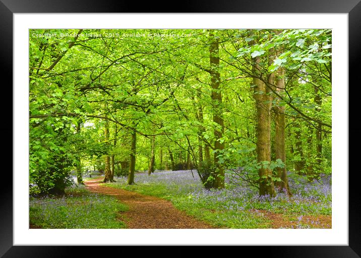 Enchanting Bluebell Wood Framed Mounted Print by Andrew Heaps