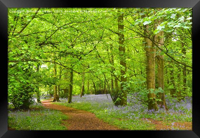 Enchanting Bluebell Wood Framed Print by Andrew Heaps