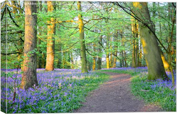 Bluebells inventing sunset                         Canvas Print by Andrew Heaps
