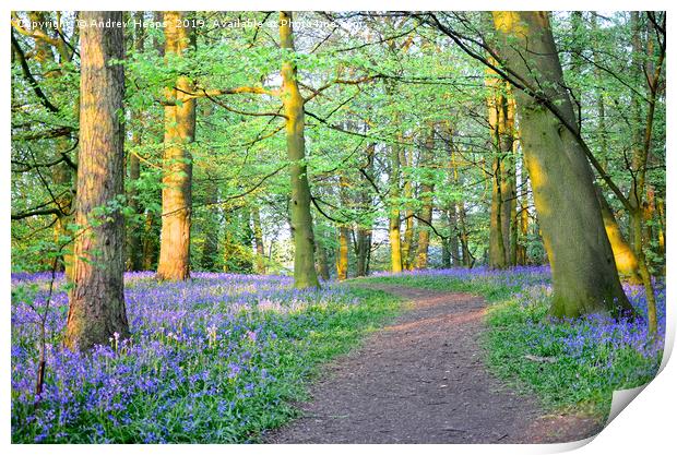 Bluebells inventing sunset                         Print by Andrew Heaps