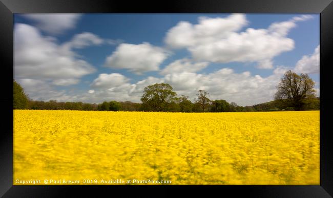 Oil Seed Rape field near to Dorchester Framed Print by Paul Brewer