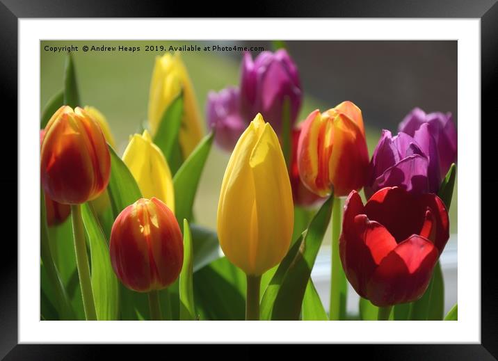 Tulip flowers  Framed Mounted Print by Andrew Heaps