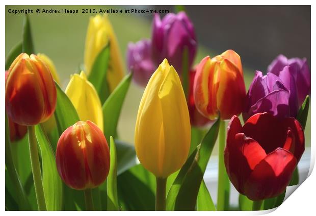 Tulip flowers  Print by Andrew Heaps