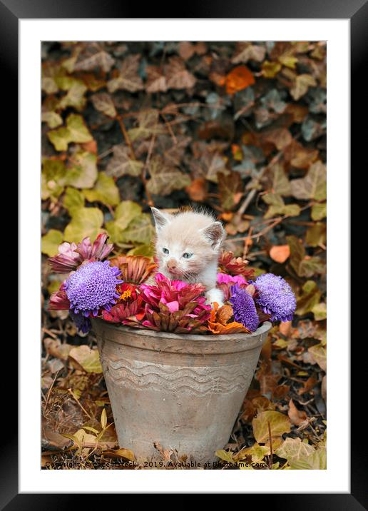 kitten in a vase with flowers  Framed Mounted Print by goce risteski