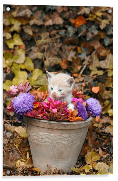 kitten in a vase with flowers  Acrylic by goce risteski