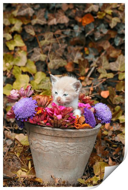 kitten in a vase with flowers  Print by goce risteski